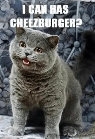 lolcat2
