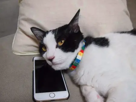 Apps for Cats