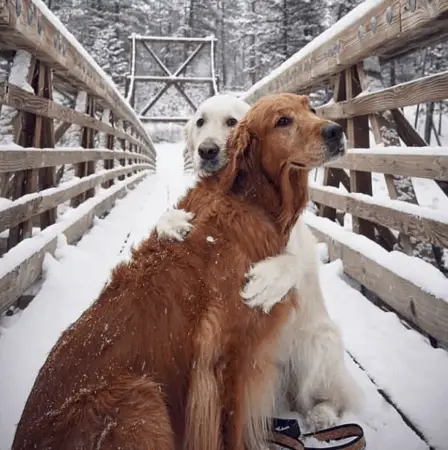 All Of The Best Instagram Accounts To Follow In 2019 | @happsters | Appamatix.com