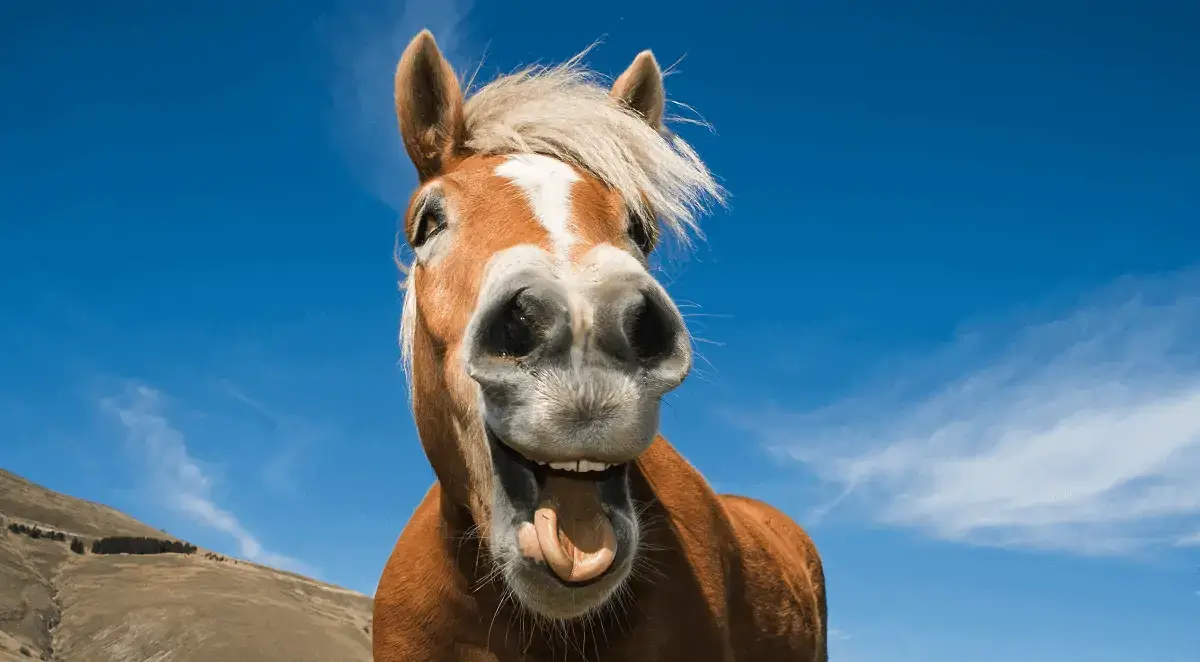 Funny Clips Horse with Funny Smile
